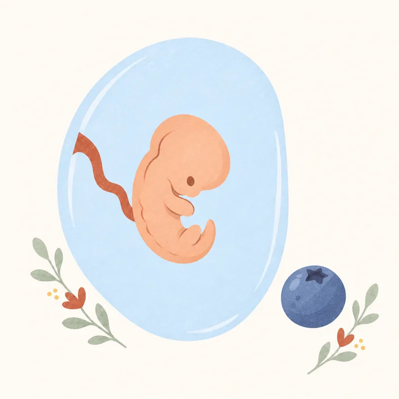 Gebeliğin 7. haftasında bebeğin gelişimini ve yaban mersini ile boyut karşılaştırmasını gösteren illüstrasyon